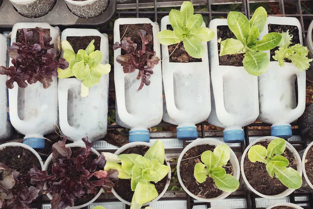 growing lettuce in used plastic bottles and cups, reuse recycle eco concept