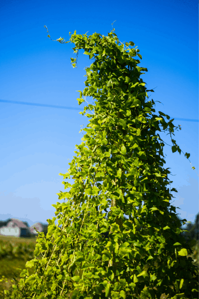 a natural teepee can be made using long poles and bean seeds