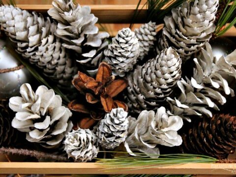 Image for Bleached Pinecones
