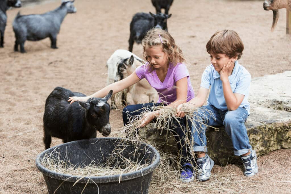 kids feed a goat at a petting zoo