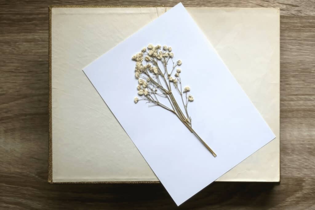 pressed flowers