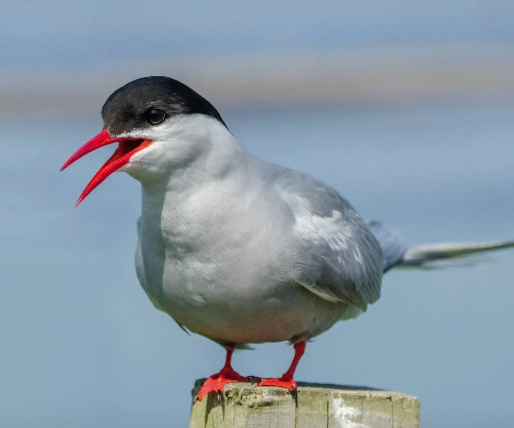 an arctic tern