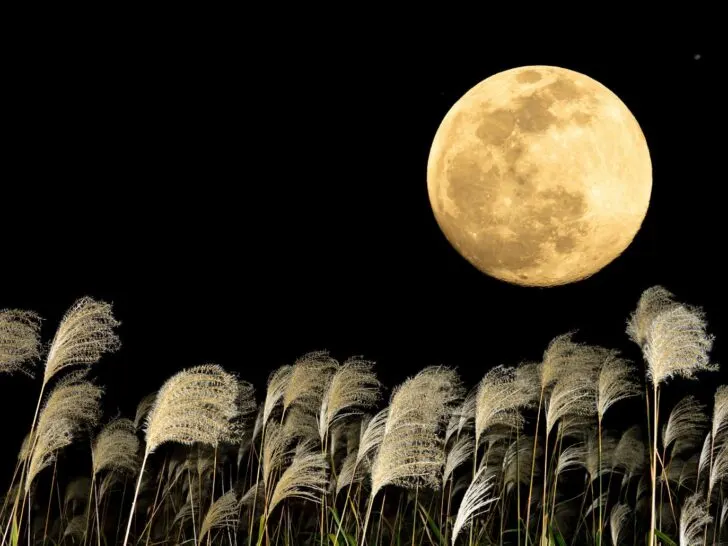 Harvest moon over a field of grain