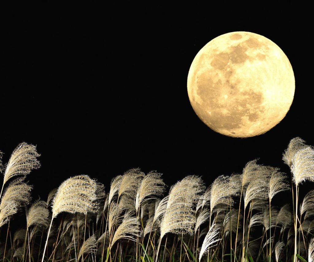 a harvest moon over a field of grain
