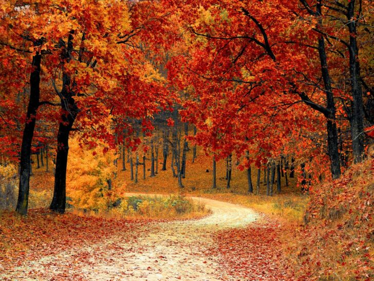 a path in the fall surrounded by red and orange trees